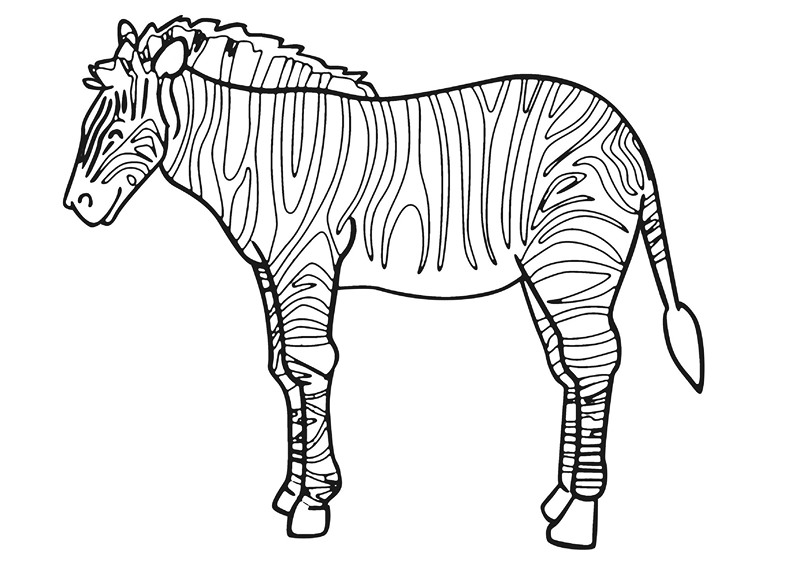 crocodile zebra