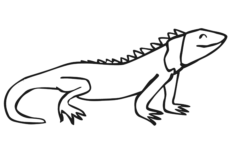 zoo coloring pages iguana