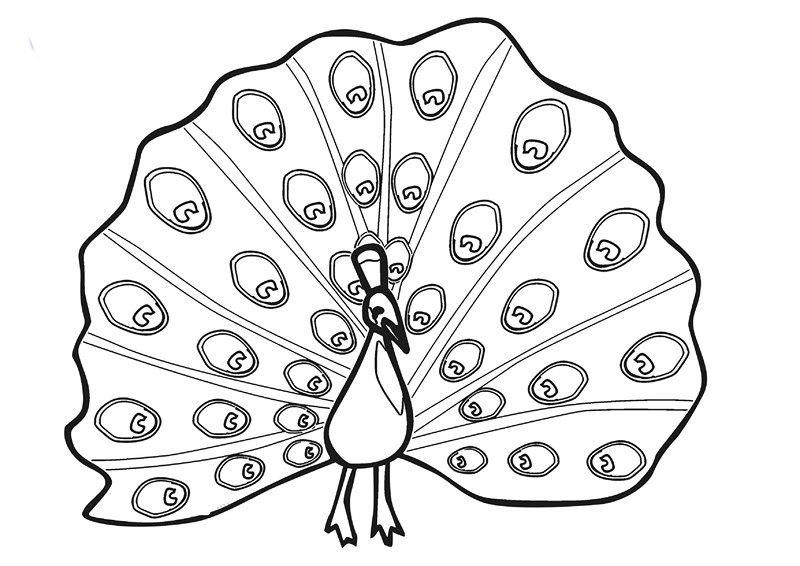 zoo coloring pages peacock