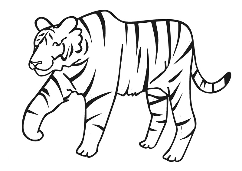 zoo coloring pages tiger