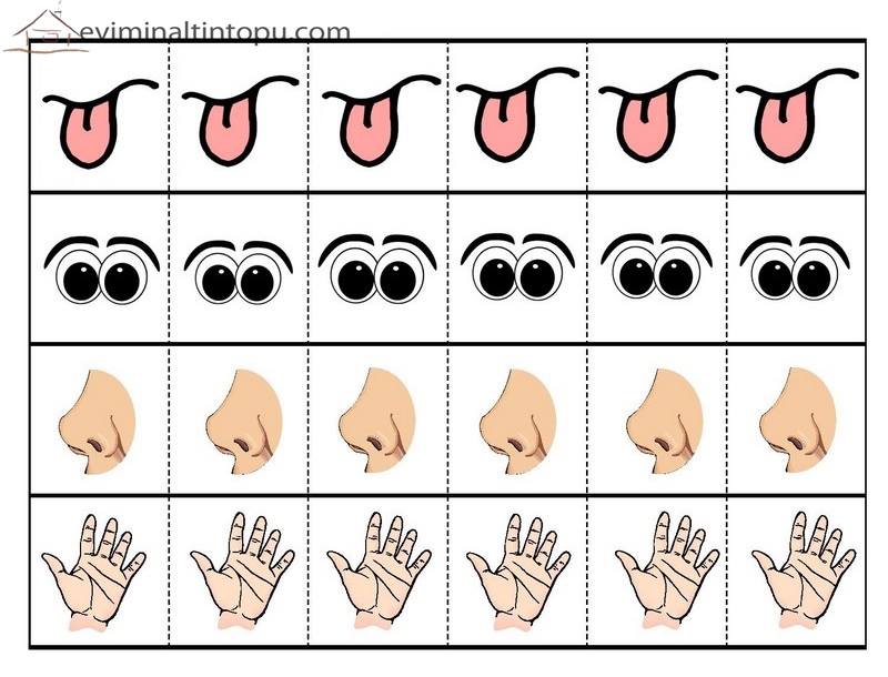 five senses printable flash cards (1)