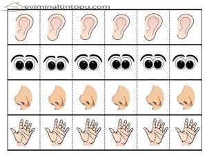 five senses printable flash cards (2)