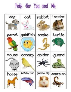 Cat And Dog Adoption Games Cat And Dog Adoption Games