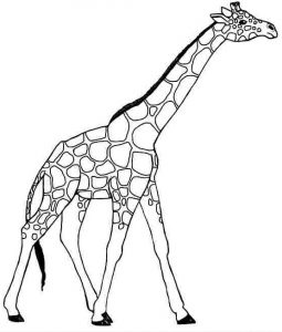 Download Giraffe coloring pages - The best crafts